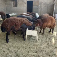 بره پرواری افشار