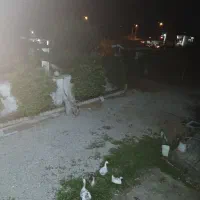 استخدام خانم جهت کار در منزل ومحوطه منزل