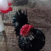 گروه گلین بازان ایلام