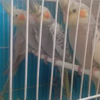 پرنده