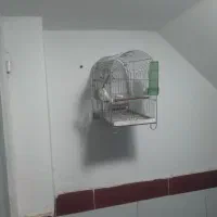 جوجه سره گمشده