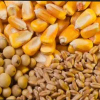 فروش نهاده دام و طیور کف قیمت ایران شرایط عالی