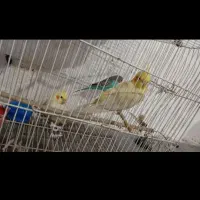 عروس هلندی  سفید خوشکل
