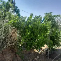 باغ ۷۰۰ متری آماده در سیمین