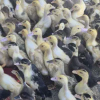 جوجه اردک ۴۰روزه