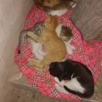 واگذاری بچه گربه