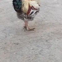 فروش مرغ وخروس محلی