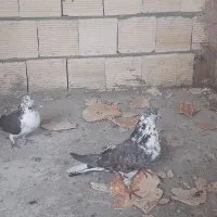 یه جفت سوسکی