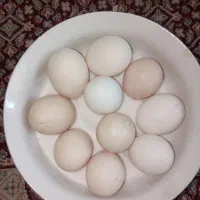 تخم مرغ گلین|حیوانات مزرعه|گرمسار, |دیوار