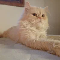 گربه پرشین اصیل