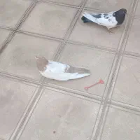 کبوترسالم