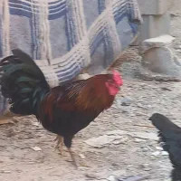 مرغ|حیوانات مزرعه|خمینی‌شهر, |دیوار