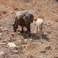 یک راس میش با بره