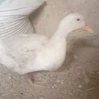 اردک