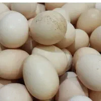 تخم مرغ محلی