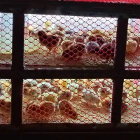جوجه محلی گلپایگان ،دان مرغ،آرد ذرت