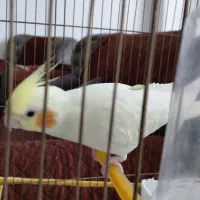 عروس هلندی ماده