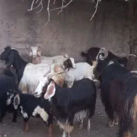 بز وبزغاله