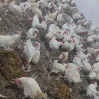 خریدارفروشنده مرغ ماشینی گلپایگان تخمگذار بومی محل