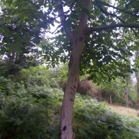 فروش 3 اصله درخت گردو
