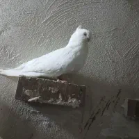باسلام فروش ۸عددسفیدچشم زرد تازه بالع شده