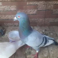 جفت کبوتر با جوجه