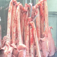 فروش قلم گوساله و  جگر سفید گوسفندی