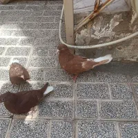 کفتر