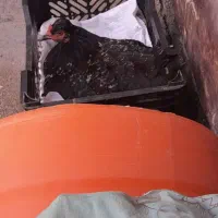 مرغ کرک بفروش میرسد باده تا تخم زیرش