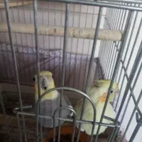 عروس هلندی سخنگو بسیار خوش آواز