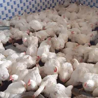 مرغ درجه یک 230تومن قیمت کف بازار