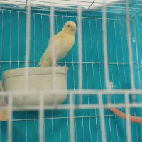 قناری لیمویی نر کوتاه بلند میخونه