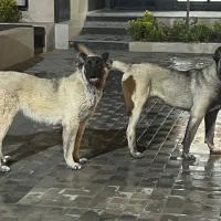 سگ سرابی توله ۸ ماهه