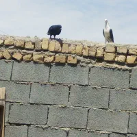 کبوتر مفلق غلاق دمگیر