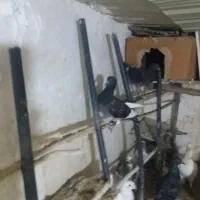 کبوترجوجه