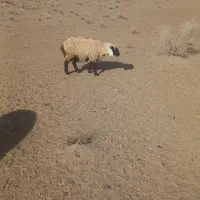 بز زایده میش زایده بره نروماده اماده پلواری عید