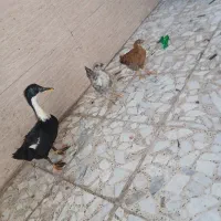 اردک و دو عدد  جوجه مرغ محلی در سوسنگرد
