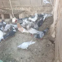 کبوتر