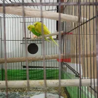 جفت مرغ عشق کاکلی وهلندی