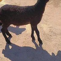 گوسفند