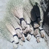 گسک کوردی جاروسنتی