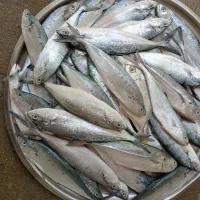 ماهی شیک شهری مسکتی تازه تازه صید روز