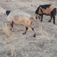 دو میش دو بر نر