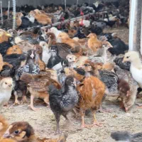 جوجه مرغ و خروس محلی