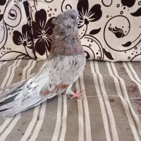 کبوتر نوک قنار سرور