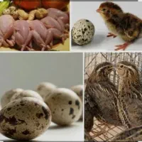 بلدرچین بالغ