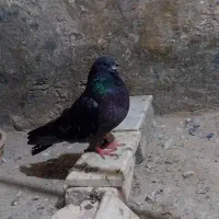 کفتر یا کبوتر