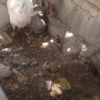 فروش مرغ محلی