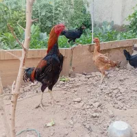 سالم وسلامت خروس لاری