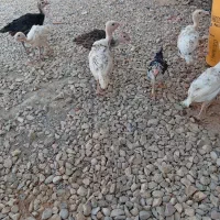 6تا جوجه بوقلمون